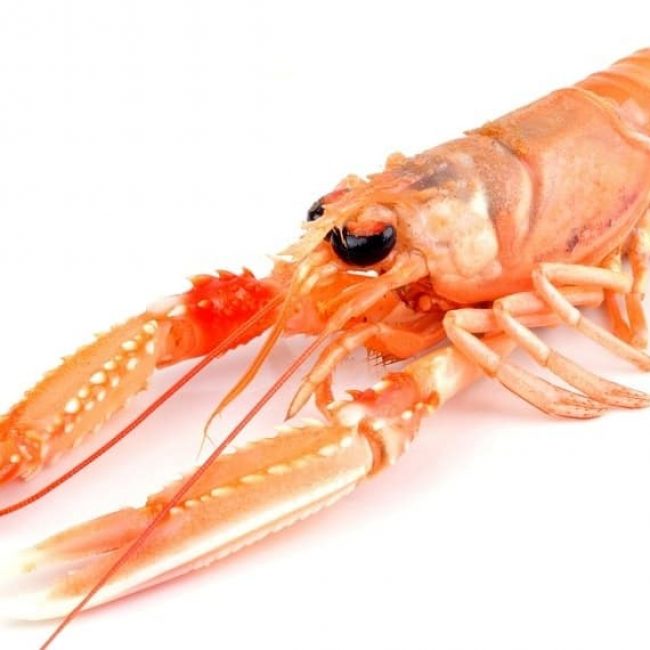 La Langoustine / Nephrops Norvegicus