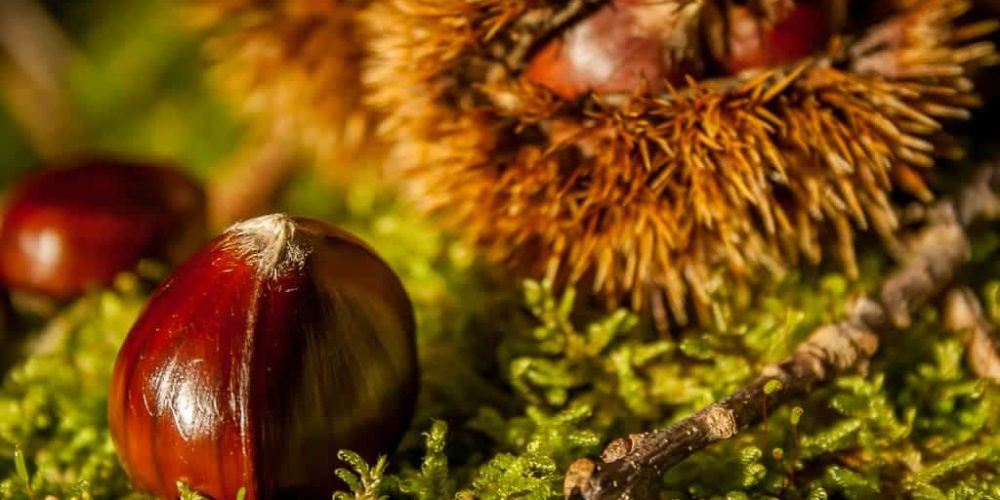 La Châtaigne, un parfum d’automne chaleureux