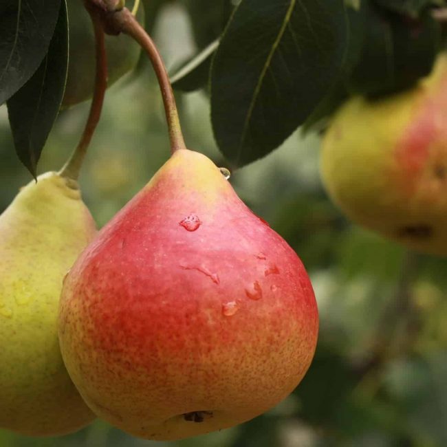 Dès l’automne, on mise tout sur la poire !