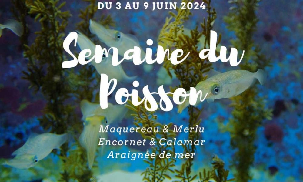 Semaine du poisson : les chefs partagent leurs recettes