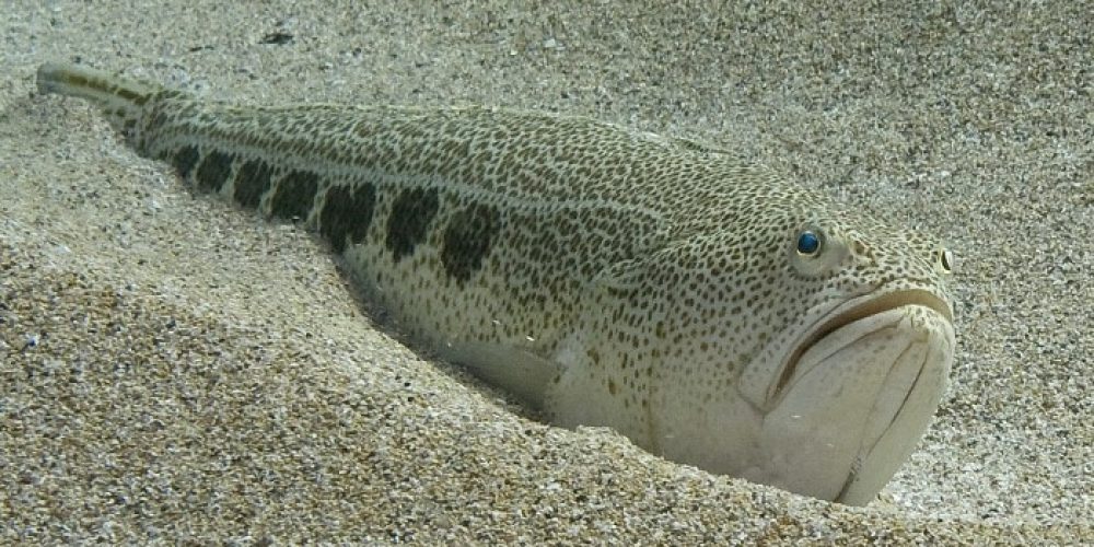 La Vive, poisson d’eau de mer