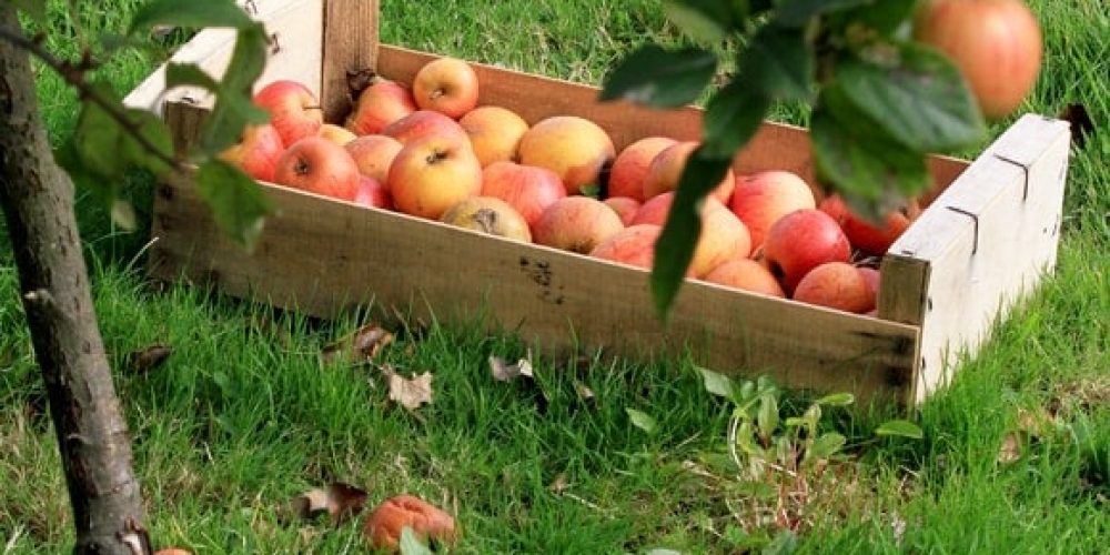 La pomme en Normandie