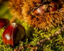 La Châtaigne, un parfum d’automne chaleureux