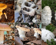 Décortiquons cinq champignons que vous trouverez dans l’Aube