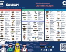 Voilà l’été et les nouvelles recommandations Mr.Goodfish !