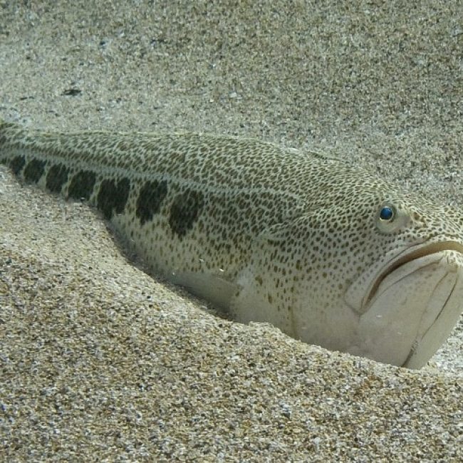 La Vive, poisson d’eau de mer