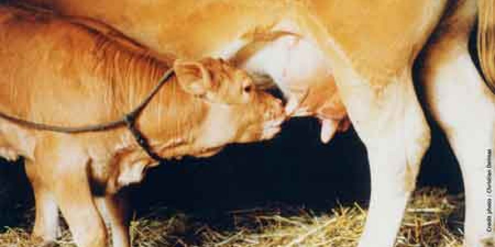 Le Veau Fermier du Limousin