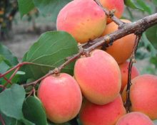 Les Abricots rouges du Roussillon