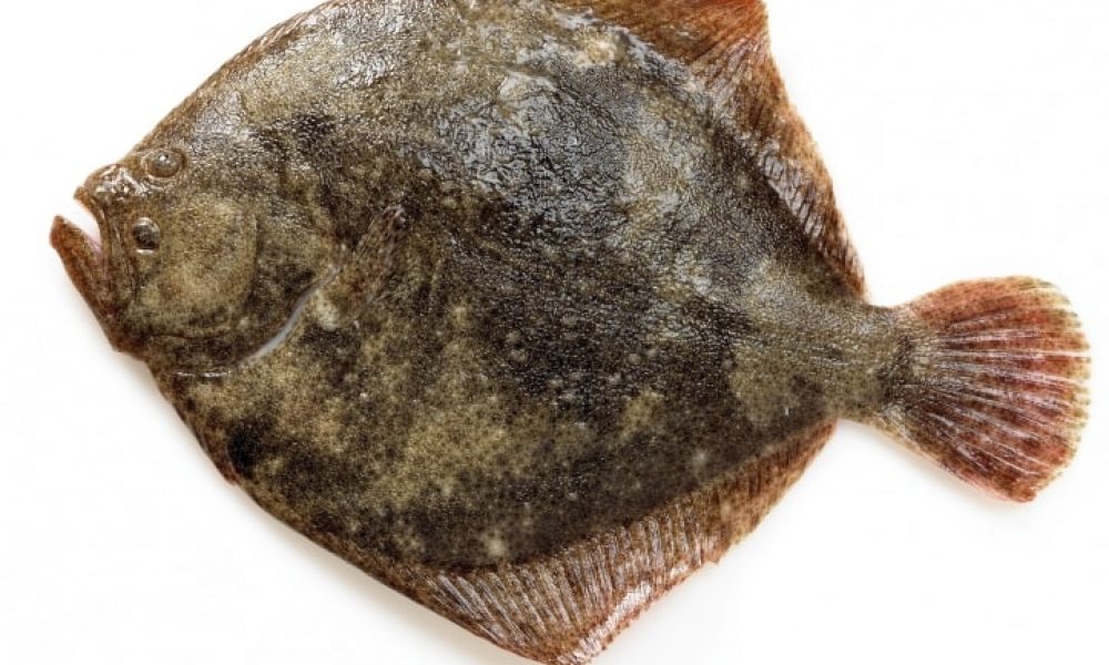 Le Turbot, ce beau poisson plat en forme de losange…