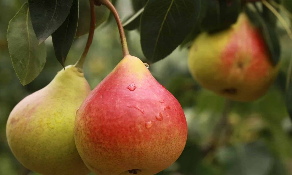 Dès l’automne, on mise tout sur la poire !