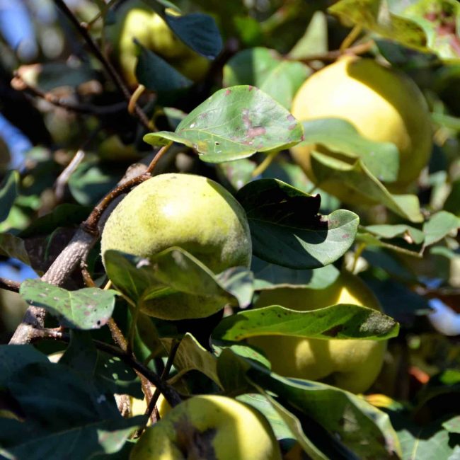 Savez-vous d’où vient … la Pomme ?!