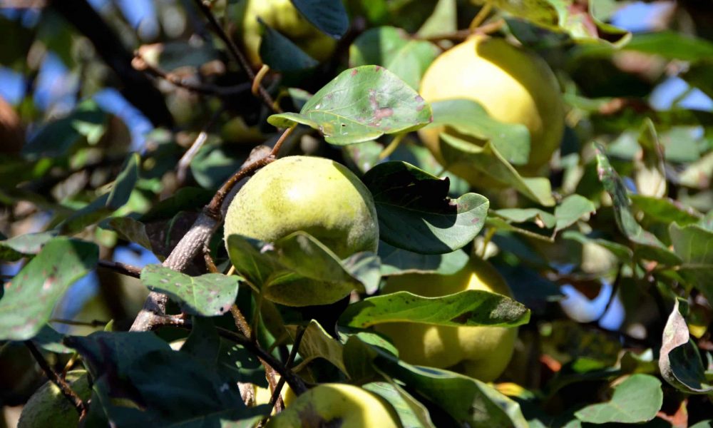 Savez-vous d’où vient … la Pomme ?!