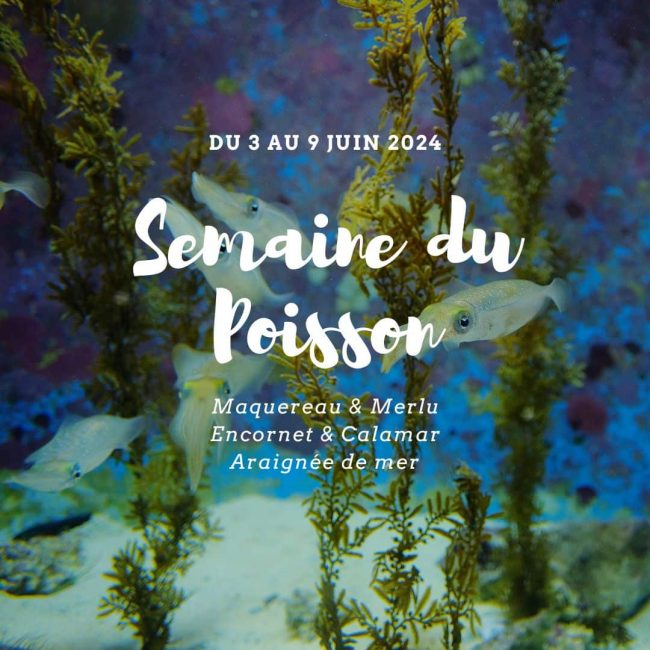 Semaine du poisson : les chefs partagent leurs recettes