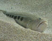 La Vive, poisson d’eau de mer