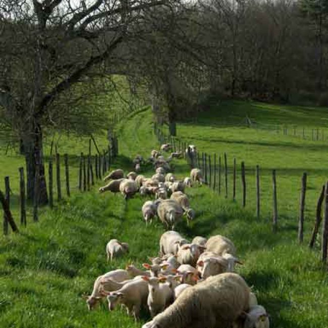 L’Agneau du Périgord