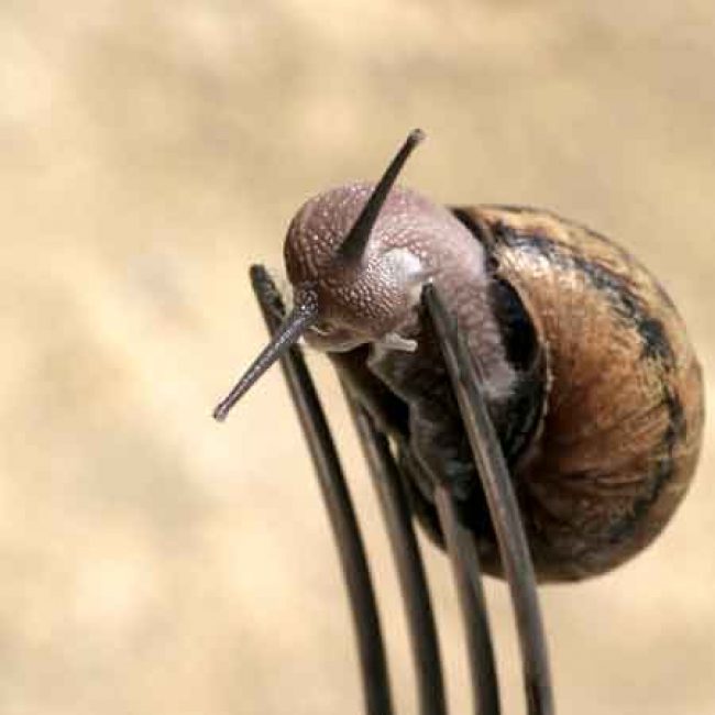 Escargots « Gros Gris » du Perche