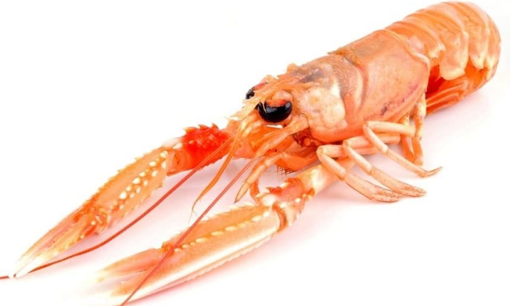 langoustine seule2