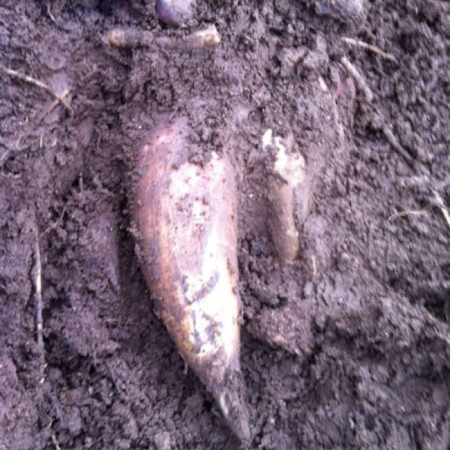 La Poire de Terre :  Variété d’autrefois / légume ancien