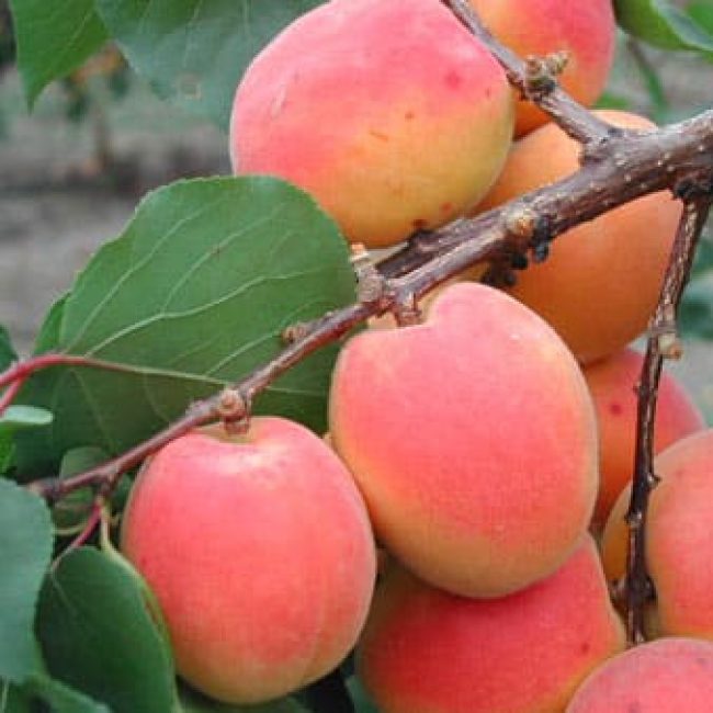 Les Abricots rouges du Roussillon