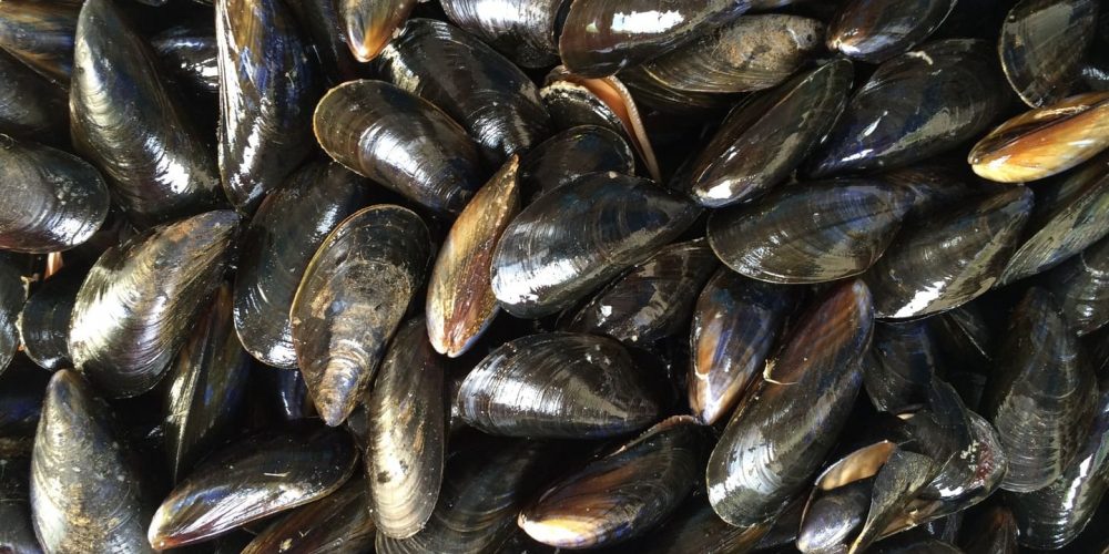 PRODUIT DE SAISON : LES MOULES