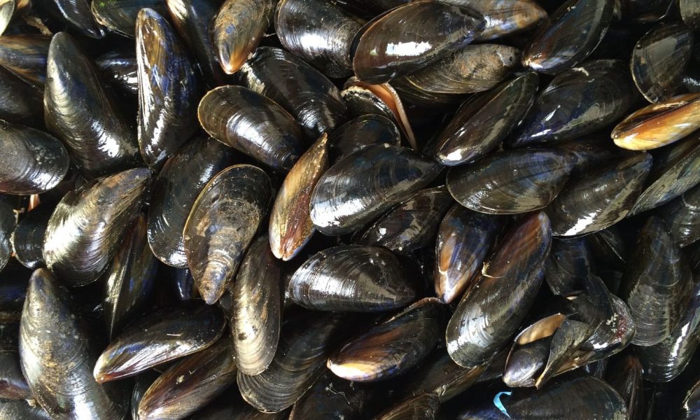 PRODUIT DE SAISON : LES MOULES