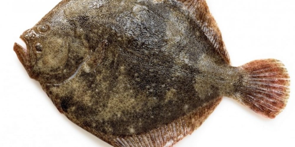 Le Turbot, ce beau poisson plat en forme de losange…