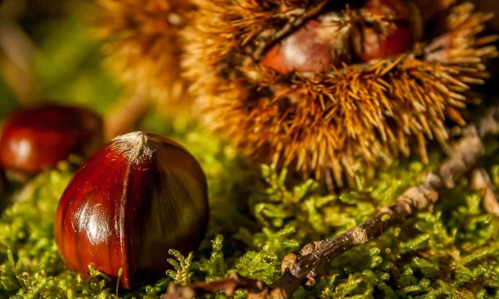 La Châtaigne, un parfum d’automne chaleureux