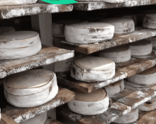 Le retour d’une star de nos plateaux de fromages : le Mont d’Or