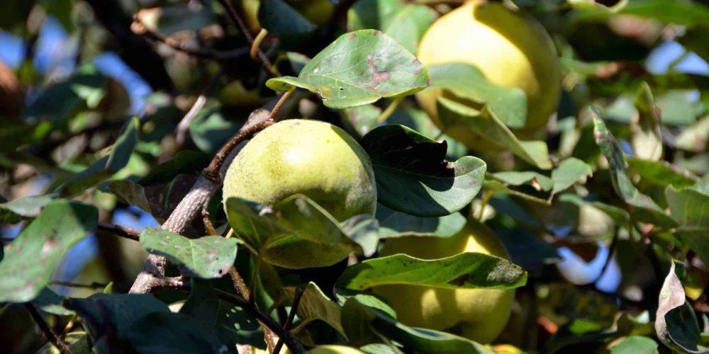 Savez-vous d’où vient … la Pomme ?!