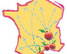 pêches et nectarines de France