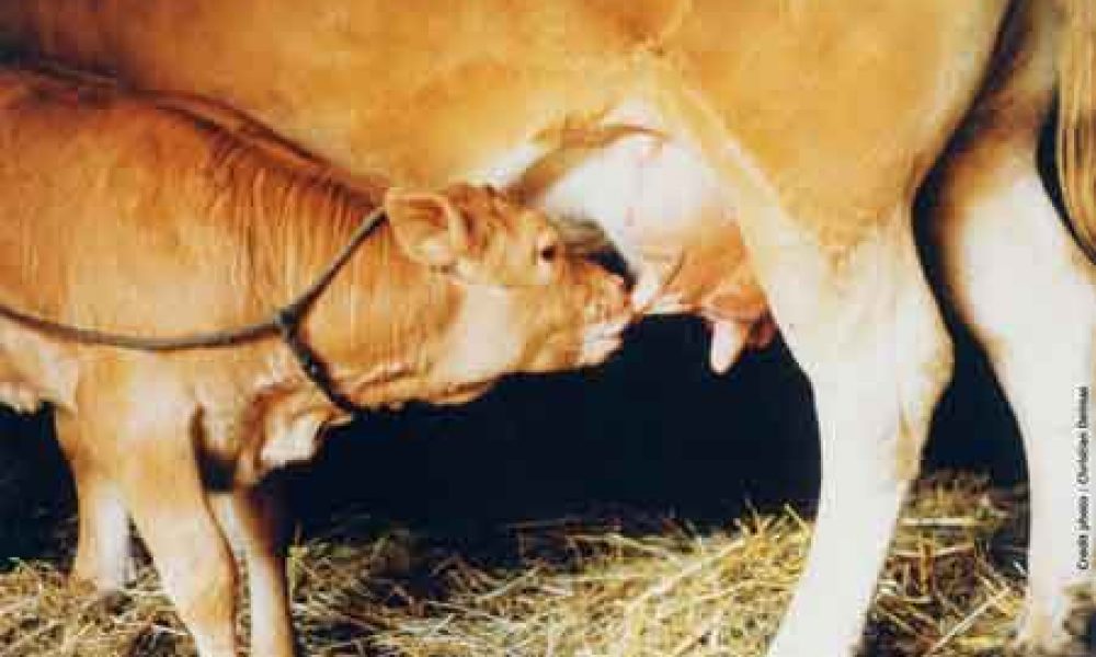 veaufermierdulimousin