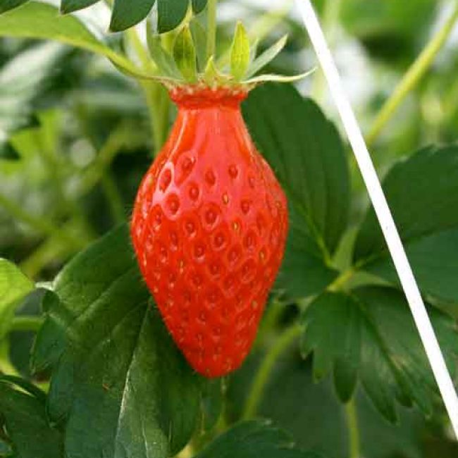 La Fraise d’Aquitaine