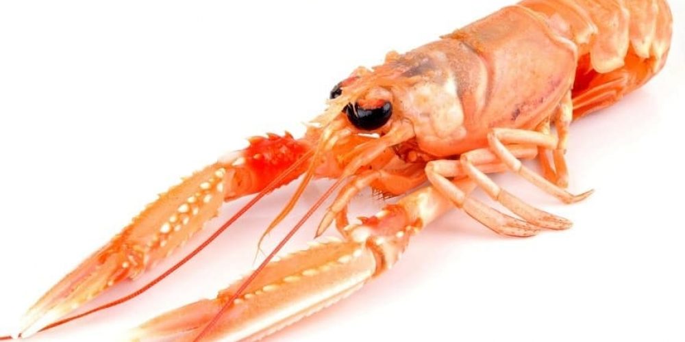 La Langoustine / Nephrops Norvegicus