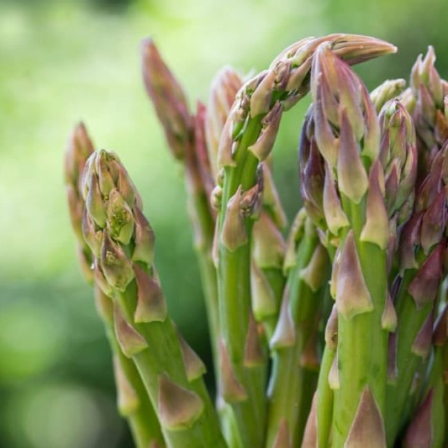 L’asperge