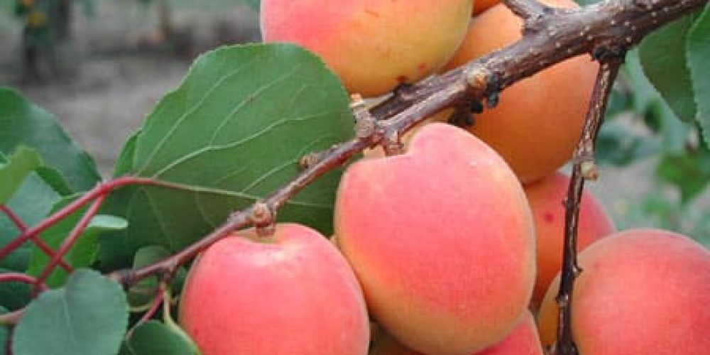 Les Abricots rouges du Roussillon