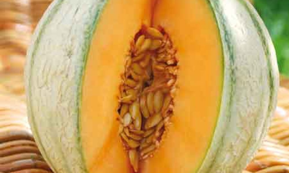 visuel-melon