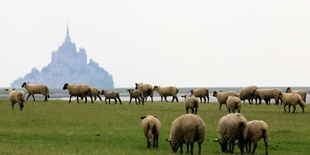 L’Agneau de Pré-salés du Mont-Saint-Michel