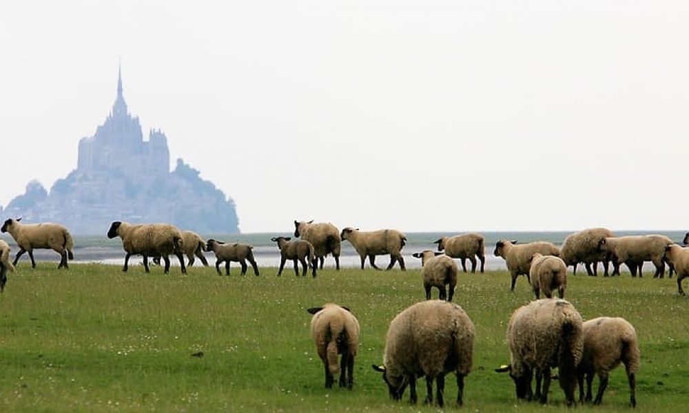 L’Agneau de Pré-salés du Mont-Saint-Michel