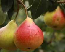 Dès l’automne, on mise tout sur la poire !