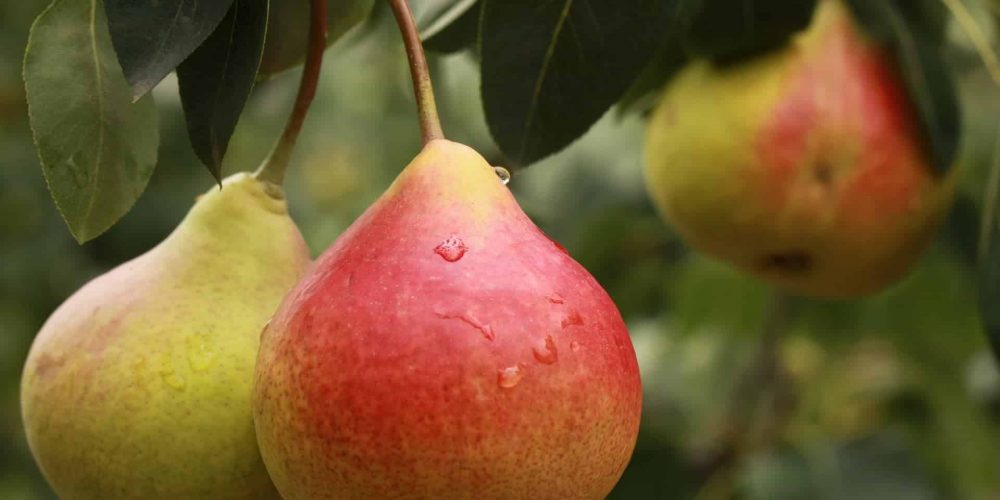 Dès l’automne, on mise tout sur la poire !