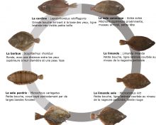 Espèces du mois : les poissons plats