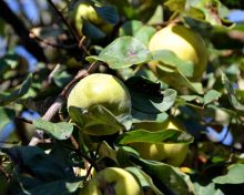 Savez-vous d’où vient … la Pomme ?!