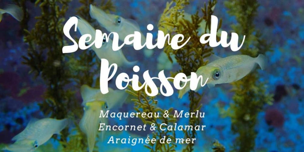 Semaine du poisson : les chefs partagent leurs recettes