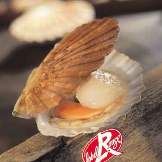 Label Rouge : Coquille Saint-Jacques de Normandie