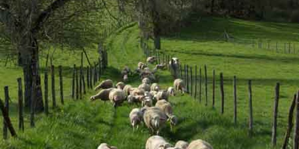 L’Agneau du Périgord