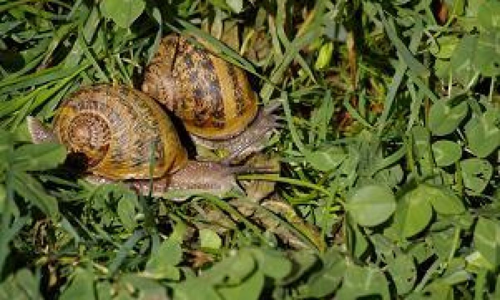 escargot