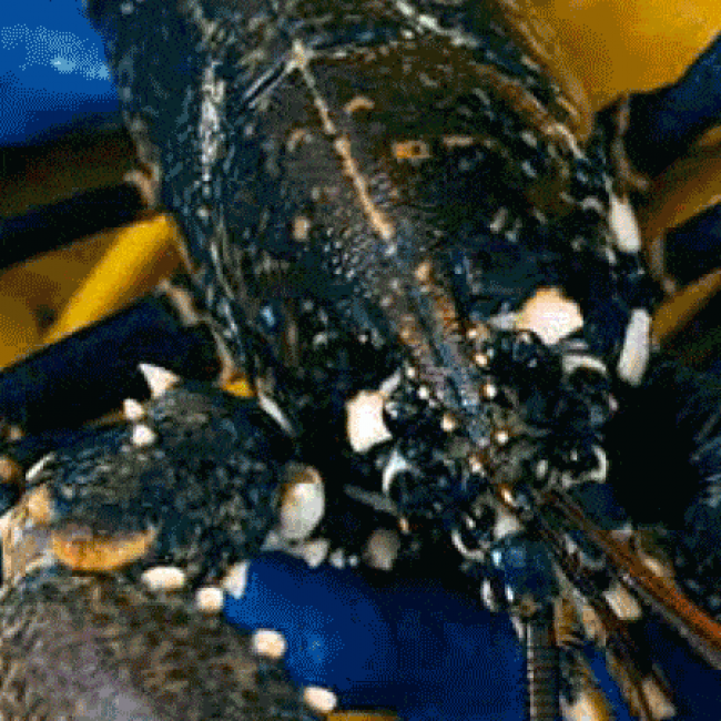 Le Homard du Cotentin et de Jersey