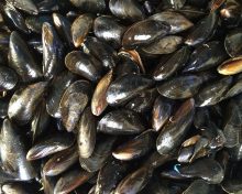 PRODUIT DE SAISON : LES MOULES